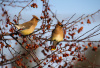 Cedar Waxwing pair